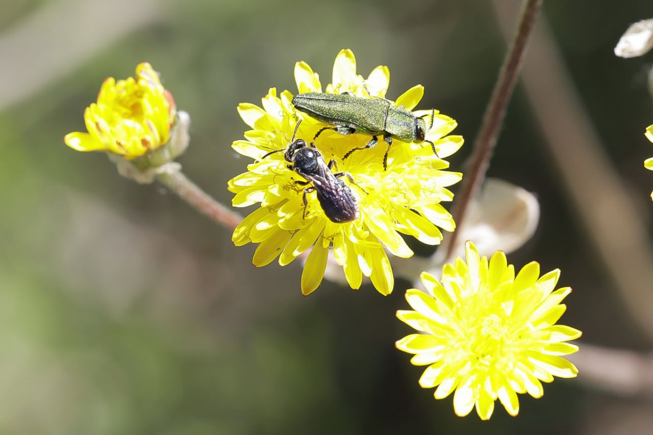 Buprestidae: Anthaxia hungarica